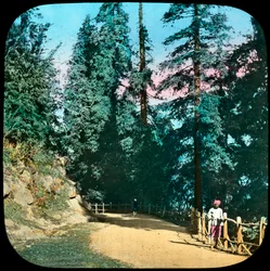 Bosque, Murree, India, finales del siglo XIX o principios del siglo XX
