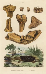 Huesos fósiles de un mastodonte americano extinto, Mammut americanum 1, y mata mata, Chelus fimbriata 2