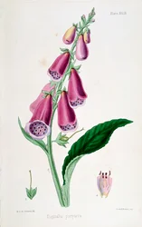 Dedalera Digitalis purpurea, siglo XIX