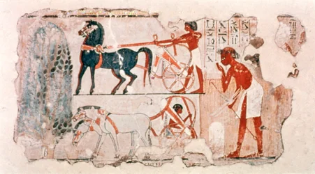 Fragmento de yeso pintado del Antiguo Egipto que representa la cosecha, c1400 a.C.