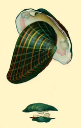 Mejillón de agua dulce, 1801, 1946