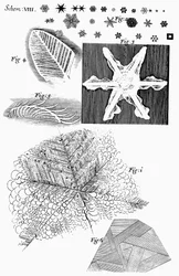 Materiales congelados vistos por el microscopista inglés Robert Hooke, 1665