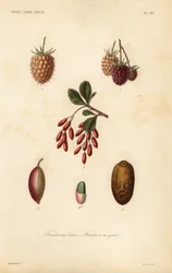 Frutas, nueces y bayas, fruits en baies, fruits a noyau