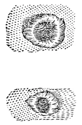 Dibujo de cráteres lunares de Galileo, 1611, c1655