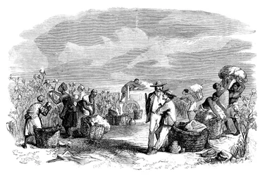 Recolección de algodón en una plantación de algodón, c1895