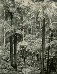 Helechos Gigantes en Gembrook, 1901