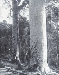 Árbol Kauri gigante, finales del siglo XIX-principios del siglo XX
