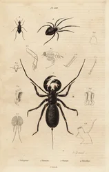 Escorpión látigo gigante, Mastigoproctus giganteus, escarabajo, especie Theratus, y araña de telaraña, especie Theridion
