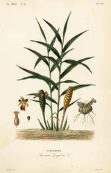Jengibre o raíz de jengibre, Zingiber officinale, Amomum zingiber