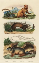 Tití león dorado, Leontopithecus rosalia, en peligro 1, marmota alpina, Marmota marmota 2 y madriguera, y hurón o turón, Mustela putorius 3