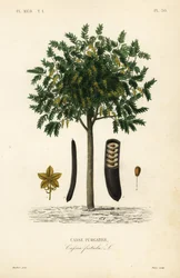 Árbol de lluvia dorada, Cassia fistula