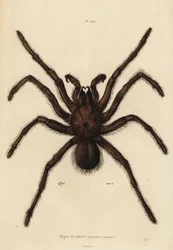 Araña Goliat comedora de aves, Theraphosa blondi