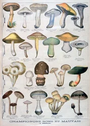 Hongos buenos y malos, 1896