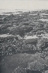Gran Barrera de Coral