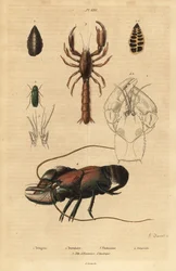 Saltamontes verde, foraminífero, langosta de barro escorpión, cangrejo de río y cabeza de cangrejo americano