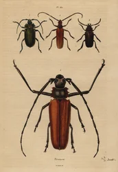 Gran escarabajo longicornio, Enoplocerus armillatus 1, Aegosoma scabricorne 2, Pyrodes nitidus 3 y Prionus desmaretii 4
