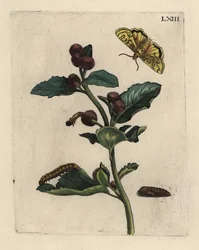 Bardana mayor con polilla, oruga y pupa