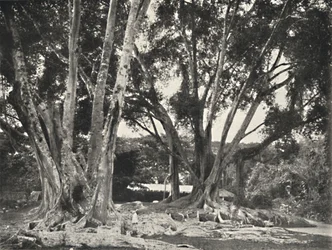 Gummibaume Ficus elastica, 1926