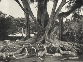 Árboles del caucho como en la lámina 14, vista parcial de las raíces tabulares, 1926