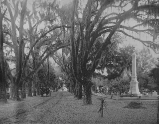 Musgo colgante en roble vivo, Savannah, Georgia, c1897