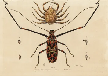 Escarabajo arlequín, Acrocinus longimanus, cangrejo araña europeo, Maja squinado, Macrope (arlequín de Cayena), maia, maillots