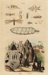 Termita cosechadora y montículos, especies de Microhodotermes, y babosa de mar, Tergipes tergipes
