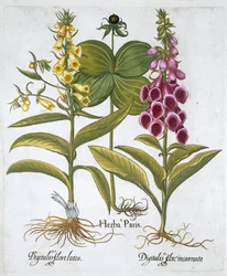 Hierba París Solanum quadrifolium, Digitalis purpurea común, Digitalis amarilla grande