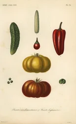 Hierbas y vegetales