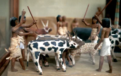 Arreo de ganado, modelo de tumba del Antiguo Egipto