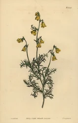 Hermannia confusa (Hermannia de hojas finas, Hermannia tenuifolia)