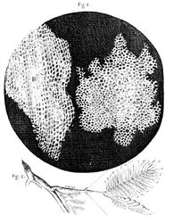 Observaciones de Hooke sobre la estructura celular del corcho y una ramita de planta sensible, 1665