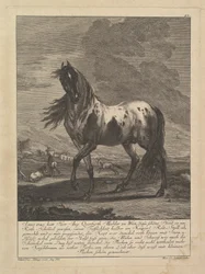 Caballo, siglo XVIII
