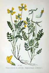 Vicia de herradura, 1893