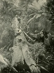 Cómo han caído los poderosos, 1901