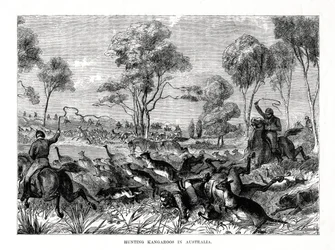 Caza de canguros, Australia, 1877