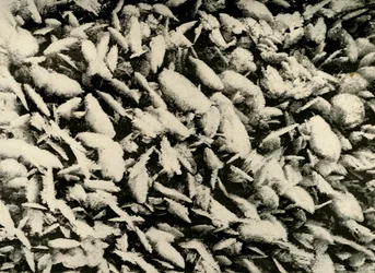 Cristales de hielo en el techo del porche de la cabaña, c1908, 1909
