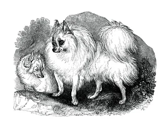Perro islandés, 1848