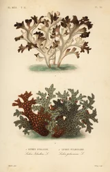 Musgo de Islandia, Cetraria islandica, Lichen d