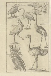 Ilustración tomada del libro Descripción del Cabo de Buena Esperanza y de los hotentotes que viven allí por Kolb, Peter y publicada por Peter Conrad Monath (de, 1745)