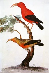 Ilustración de Iiwi, mielero escarlata hawaiano