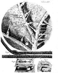 Ilustraciones del microscopista inglés Robert Hooke Micrographia, 1665