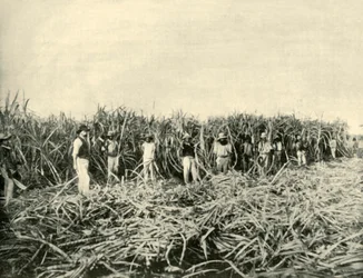 En una plantación de azúcar de Queensland