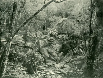 En las Montañas Dandenong, 1901