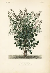Baya india, Anamirta cocculus