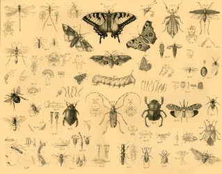 Insectos, c1910