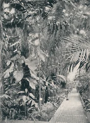 Interior de la Gran Casa de Palmas, Jardines de Kew, 1904