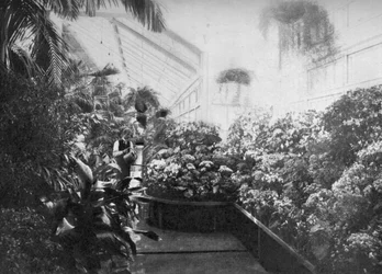 Interior del invernadero de la Casa Blanca, Washington DC, EE.UU., 1908