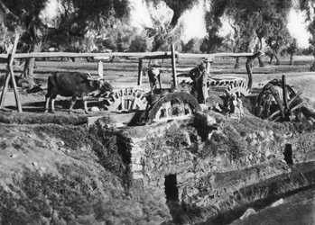 Campos de riego cerca de El Cairo, Egipto, c1920s