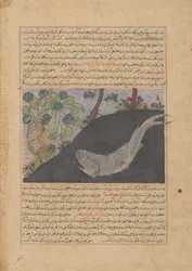 Jonás y la ballena, folio de un Majma