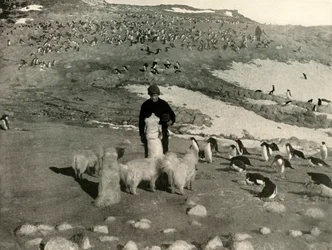 Joyce y los perros en la pingüinera, c1908